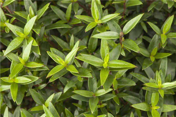 Myrtus communis