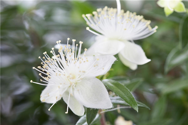 Myrtus communis
