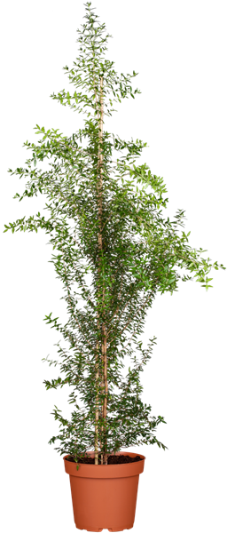 Myrtus communis