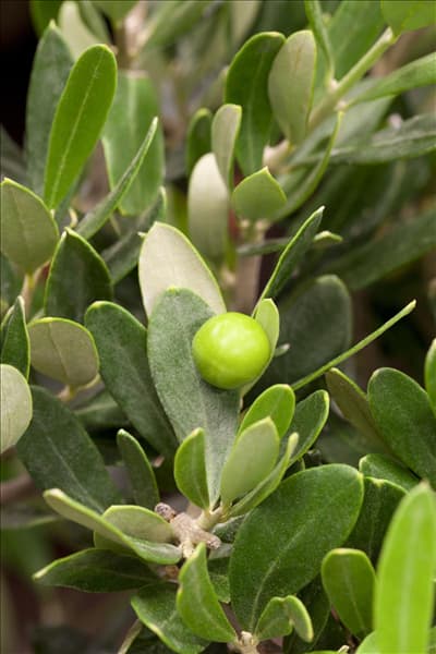 Olea europaea