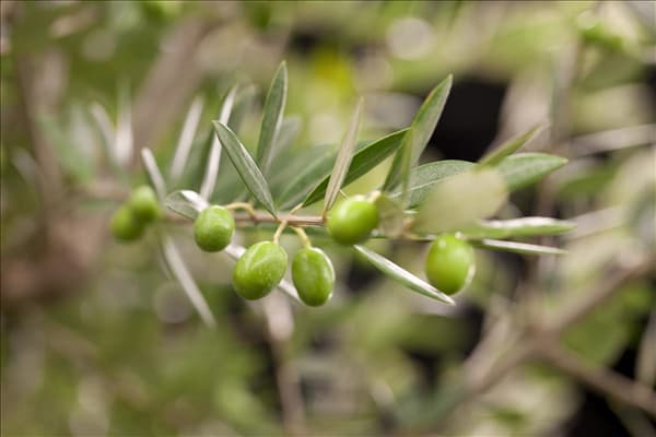 Olea europaea