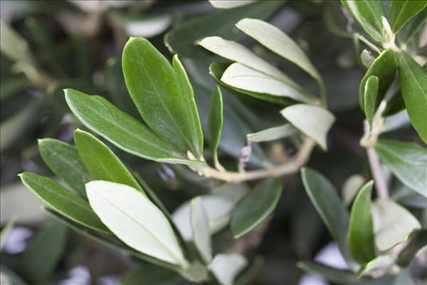 Olea europaea