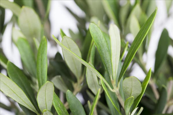 Olea europaea