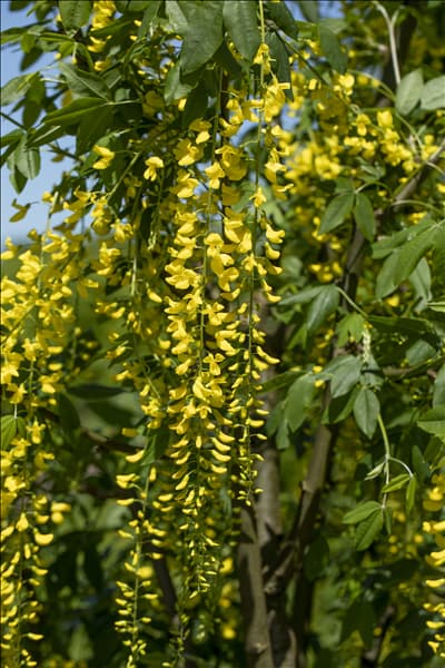 Laburnum watereri 'Vossii'