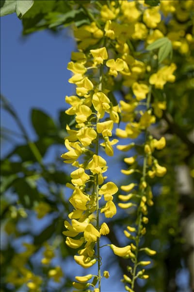 Laburnum watereri 'Vossii'