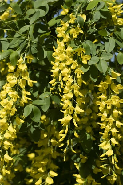 Laburnum watereri 'Vossii'