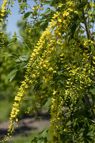 Laburnum watereri 'Vossii'