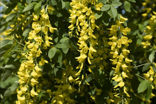 Laburnum watereri 'Vossii'