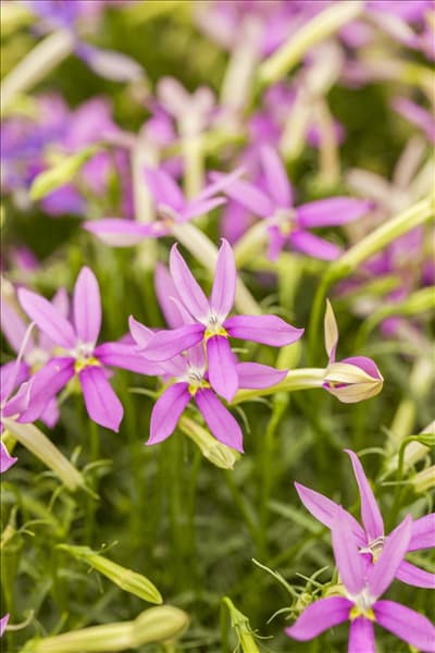 Isotoma axillaris pac® 'Stella Pink'
