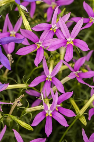 Isotoma axillaris pac® 'Stella Pink'
