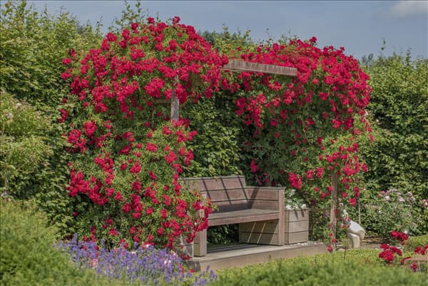Kletterrose, rot