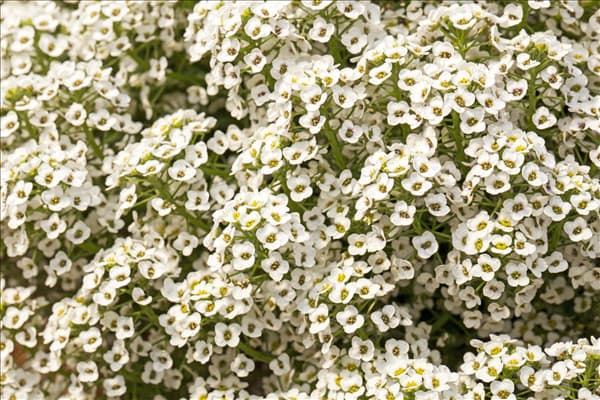 Lobularia maritima 'Yolo White'