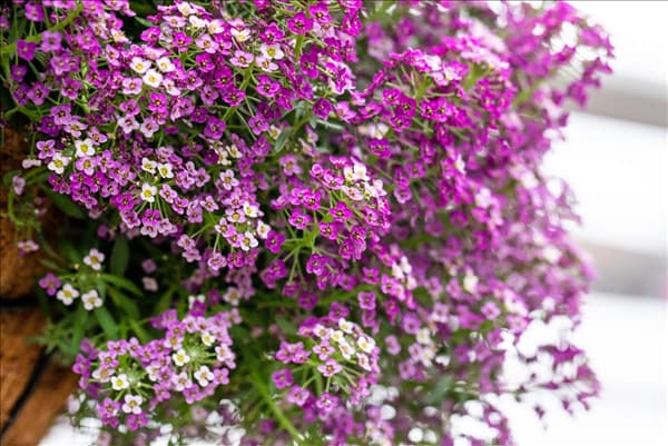 Lobularia maritima 'Yolo'