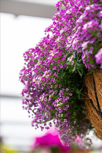 Lobularia maritima 'Yolo'
