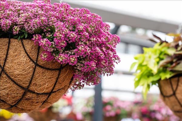 Lobularia maritima 'Yolo'