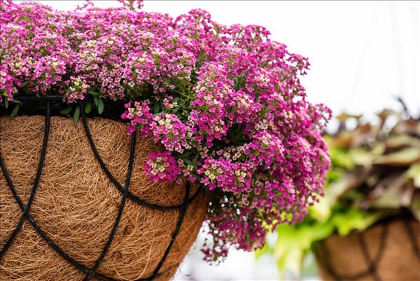 Lobularia maritima 'Yolo'