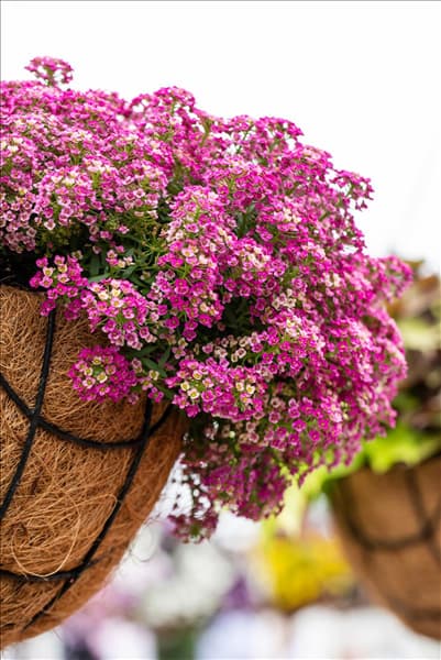 Lobularia maritima 'Yolo'