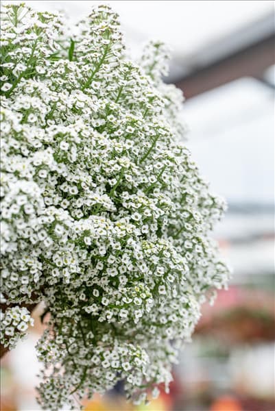 Lobularia maritima 'Yolo'