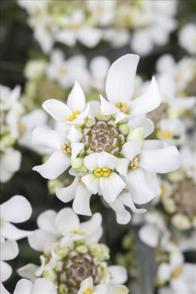 Iberis sempervirens 'Candy Ice'