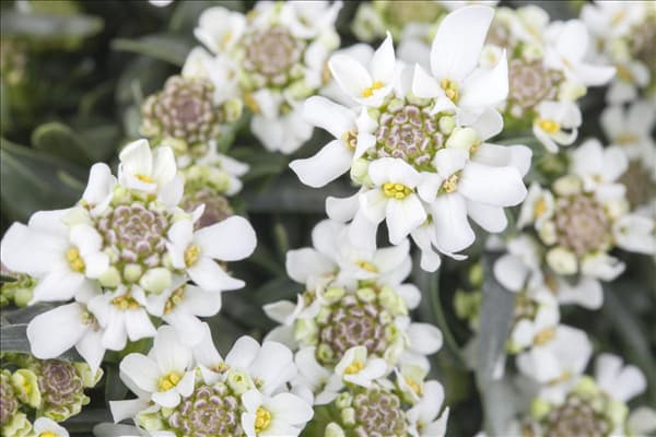 Iberis sempervirens