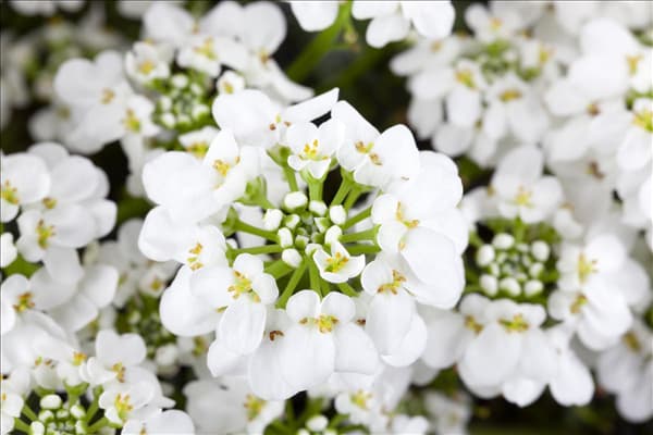 Iberis sempervirens