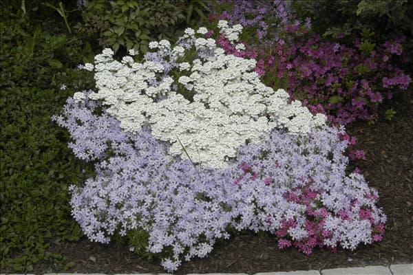 Iberis sempervirens