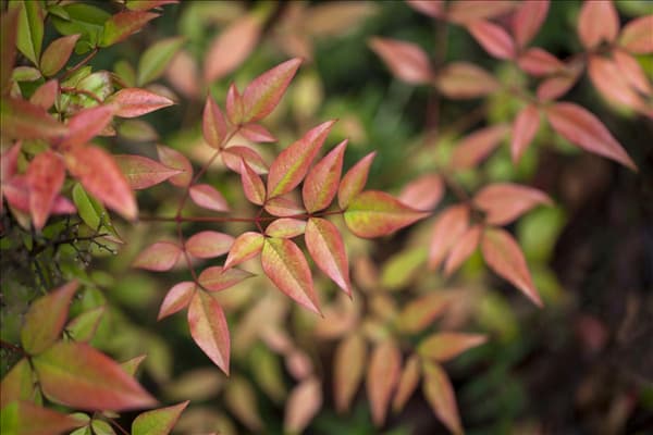 Nandina domestica