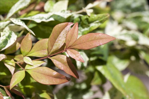 Nandina domestica