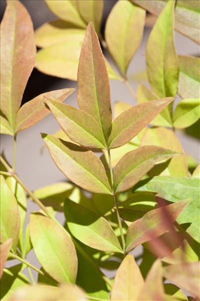 Nandina domestica