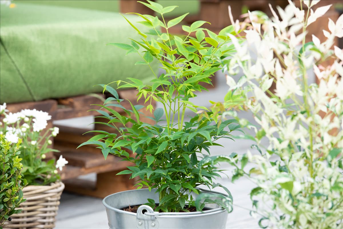 Nandina domestica
