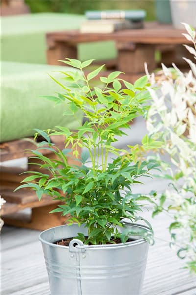 Nandina domestica