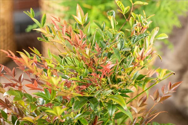 Nandina domestica