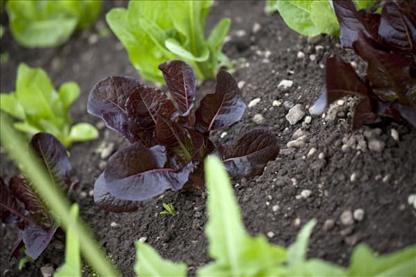 Lactuca sativa