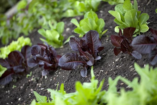 Lactuca sativa