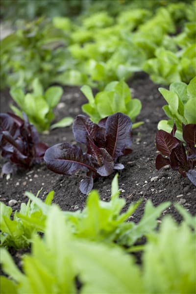 Lactuca sativa