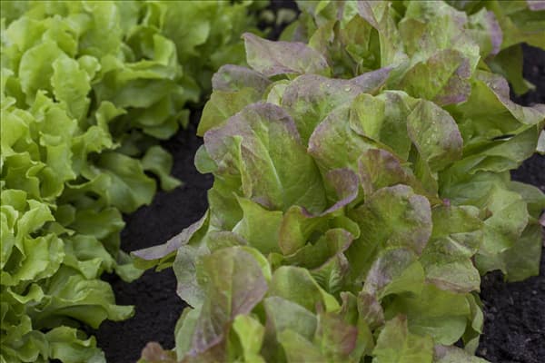 Lactuca sativa