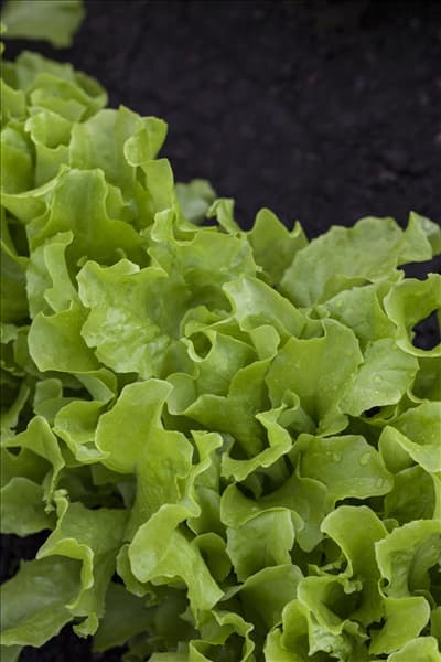 Lactuca sativa