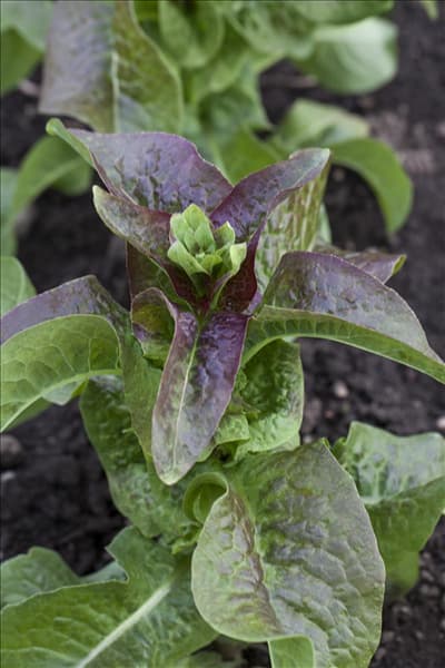 Lactuca sativa