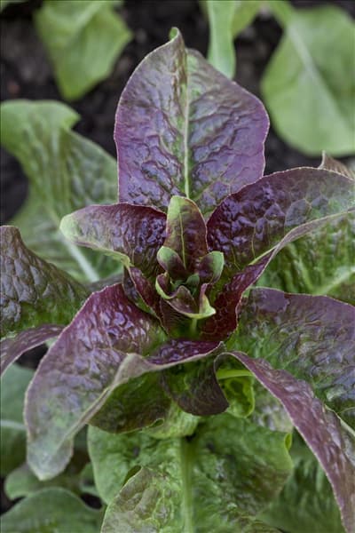 Lactuca sativa