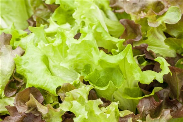Lactuca sativa