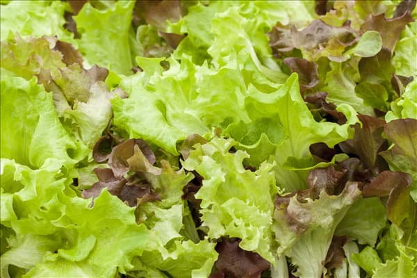 Lactuca sativa
