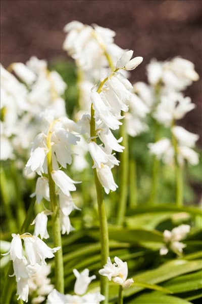 Hyacinthoides hispanica, weiß