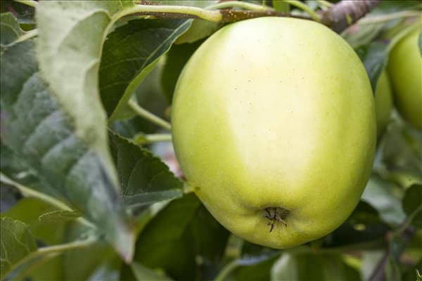 Malus domestica 'Golden Delicious'