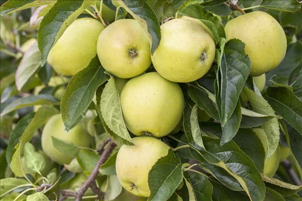 Malus domestica 'Golden Delicious'
