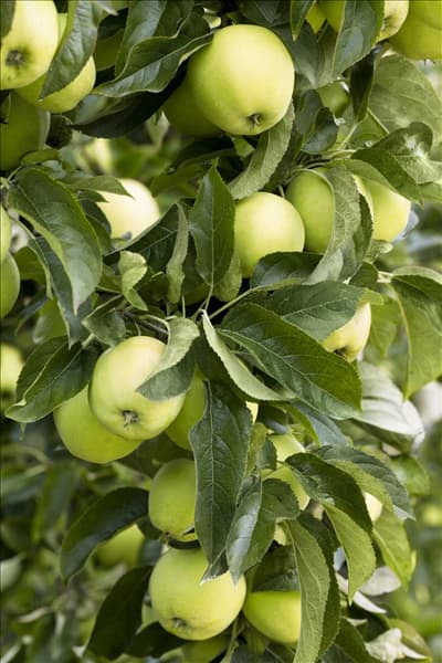 Malus domestica 'Golden Delicious'