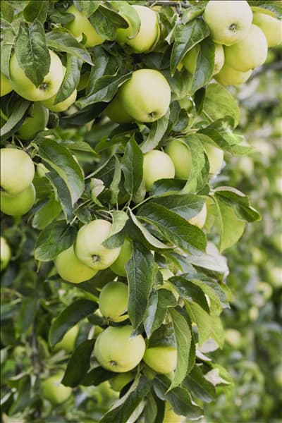 Malus domestica 'Golden Delicious'