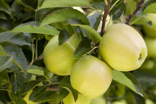 Malus domestica 'Golden Delicious'