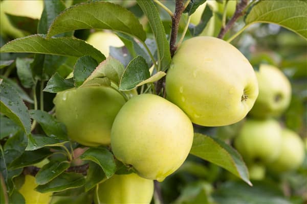 Malus domestica 'Golden Delicious'