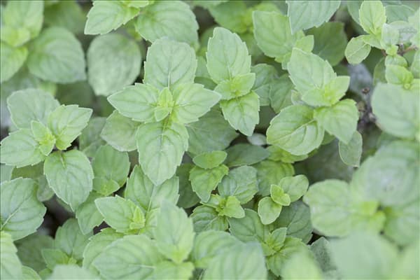 Mentha x gracilis 'Ginger Mint'