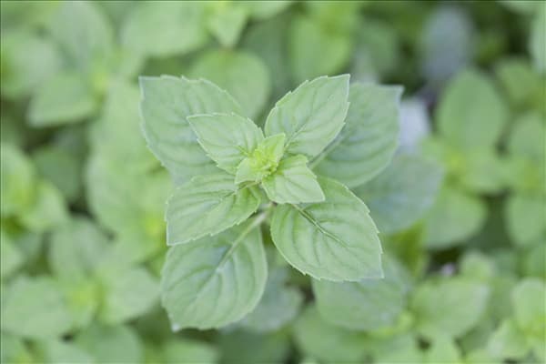 Mentha x gracilis 'Ginger Mint'
